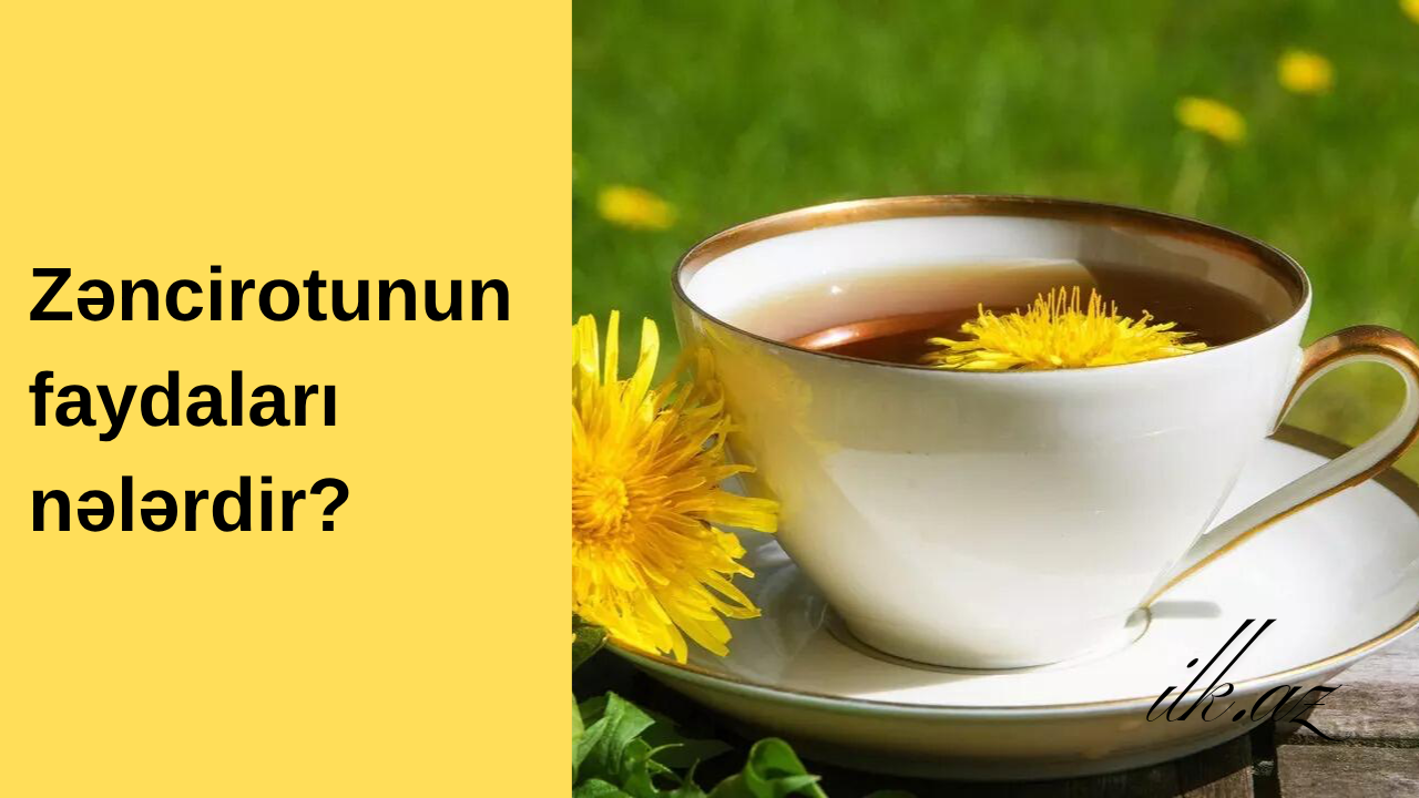 Zəncirotunun faydaları nələrdir?