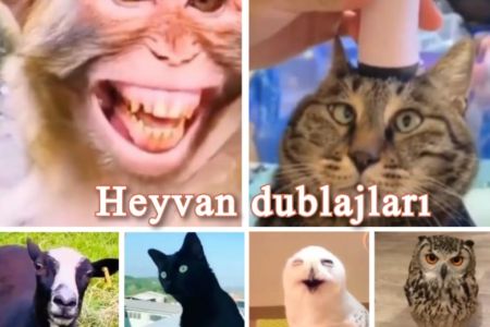 20+ ən gülməli heyvan dublaj videoları yüklə 2020