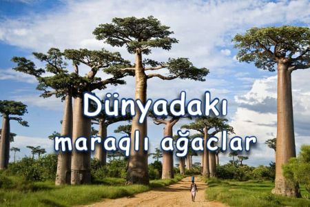 Dünyanın ən maraqlı ağacları