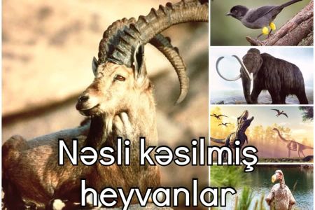 Nəsli kəsilmiş 7 heyvan