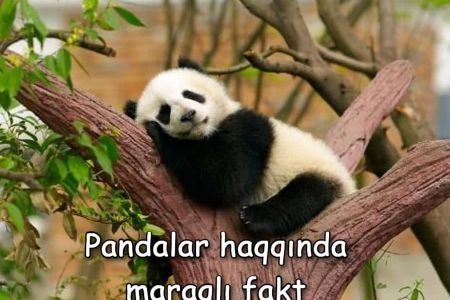 Pandalar haqqında 15 maraqlı fakt