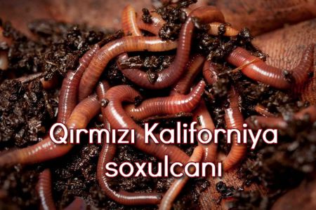 Qırmızı Kaliforniya soxulcanı (Eisenia Foetida)