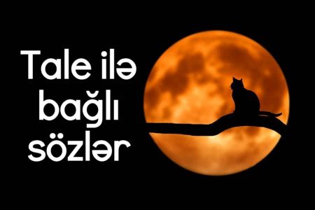 Tale ilə bağlı sözlər