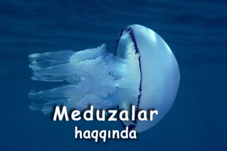 Təhükəli olan meduzalarla bağlı məlumatlar