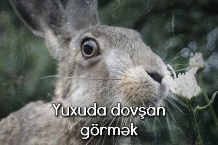 Yuxuda dovşan görməyin yuxuyozması