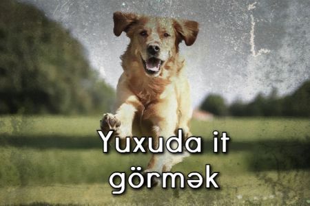 Yuxuda it görmək, yuxuda itdən qaçmaq nə məna verir? Yuxuda it görməyin yuxu yozumu 2023