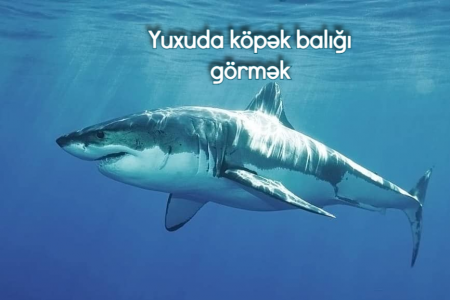 Yuxuda köpək balığı görməyin yuxuyozması