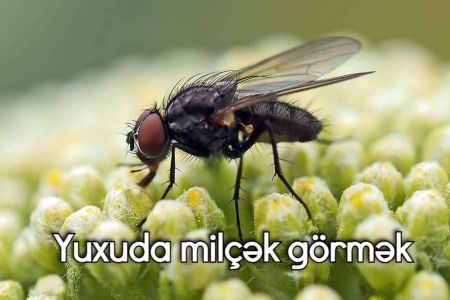 Yuxuda milçək görməyin yuxuyozması