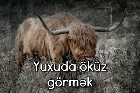 Yuxuda öküz görməyin yuxuyozması