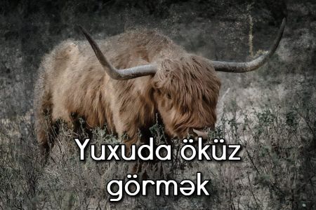 Yuxuda öküz görməyin yuxuyozması