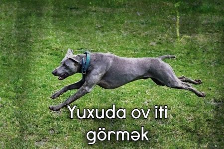 Yuxuda ov iti görməyin yuxuyozması