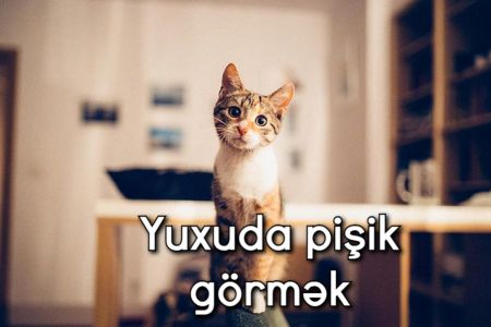 Yuxuda pişik görməyin yuxuyozması