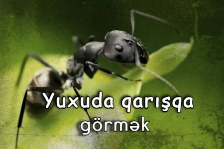 Yuxuda qarışqa görməyin yuxuyozması