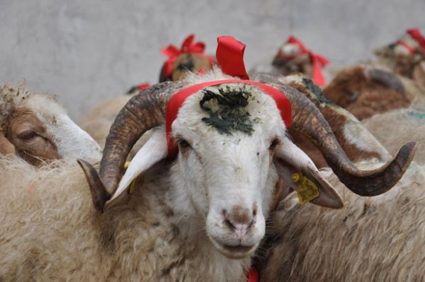 Dinimizdə Qurban bayramı necə yarandı? Qurban bayramının şərtləri nələrdi? Qurban bayramının qısa tarixi