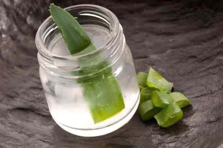 Aloe vera bitkisi