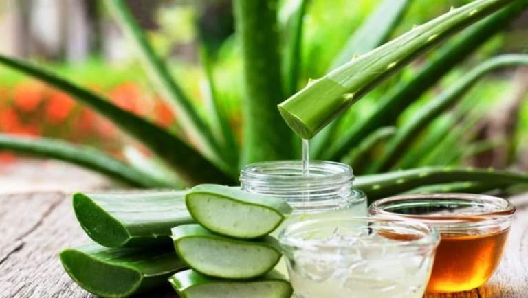 Aloe vera haqqında melumat