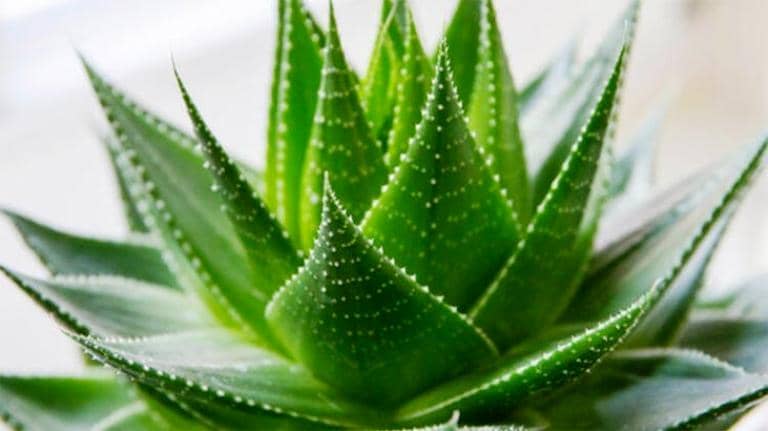 Aloe veranın əkilmə qaydası