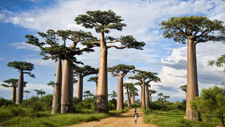 Baobab ağacı