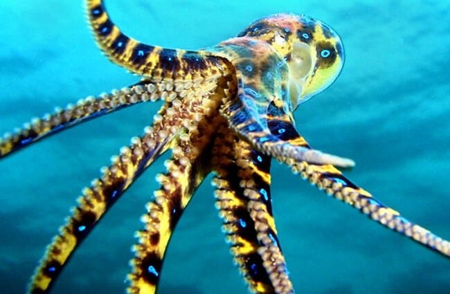 Blue ringed ostopus (mavi halqalı ahtapot)