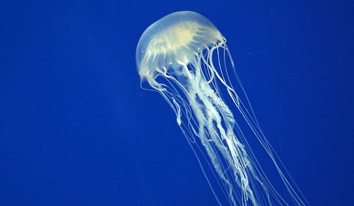 Box jelly fish (qutu meduza)