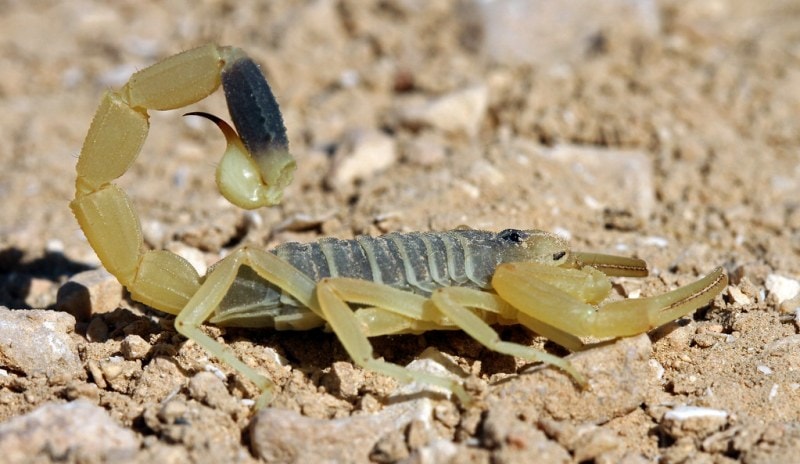 Death stalker (ölüm ovçusu)