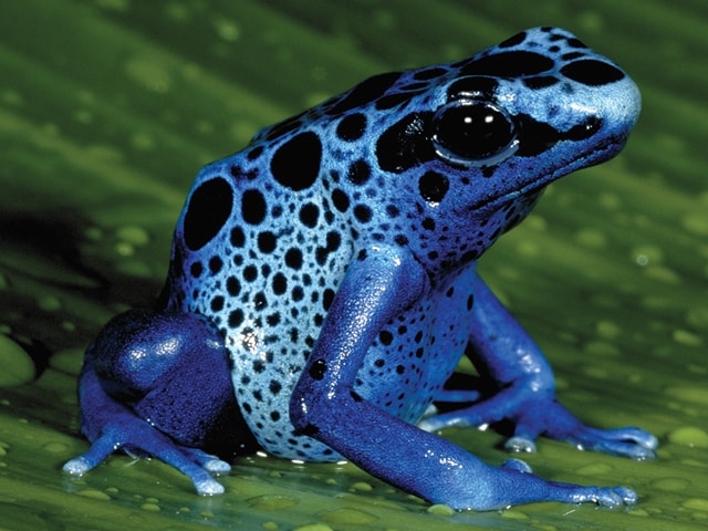 Dort poison frog