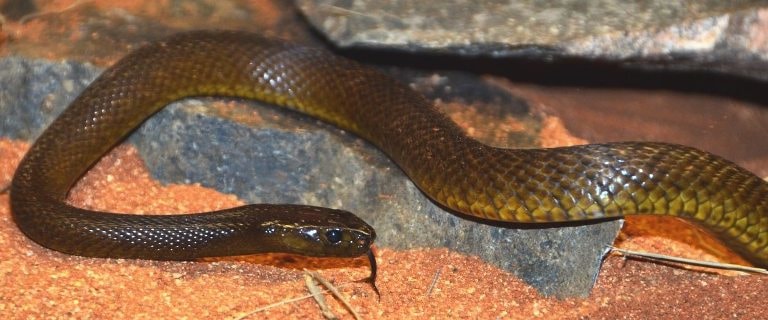 Inland taipan (böyük patron)