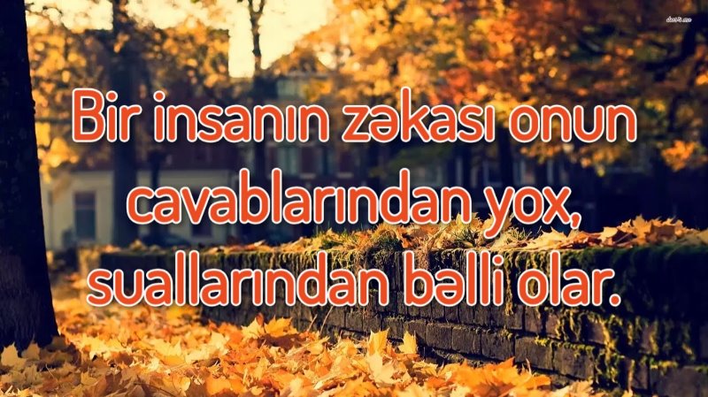 insan zəkası aforizm