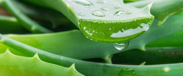 Mədə yanması zamanı aloe vera