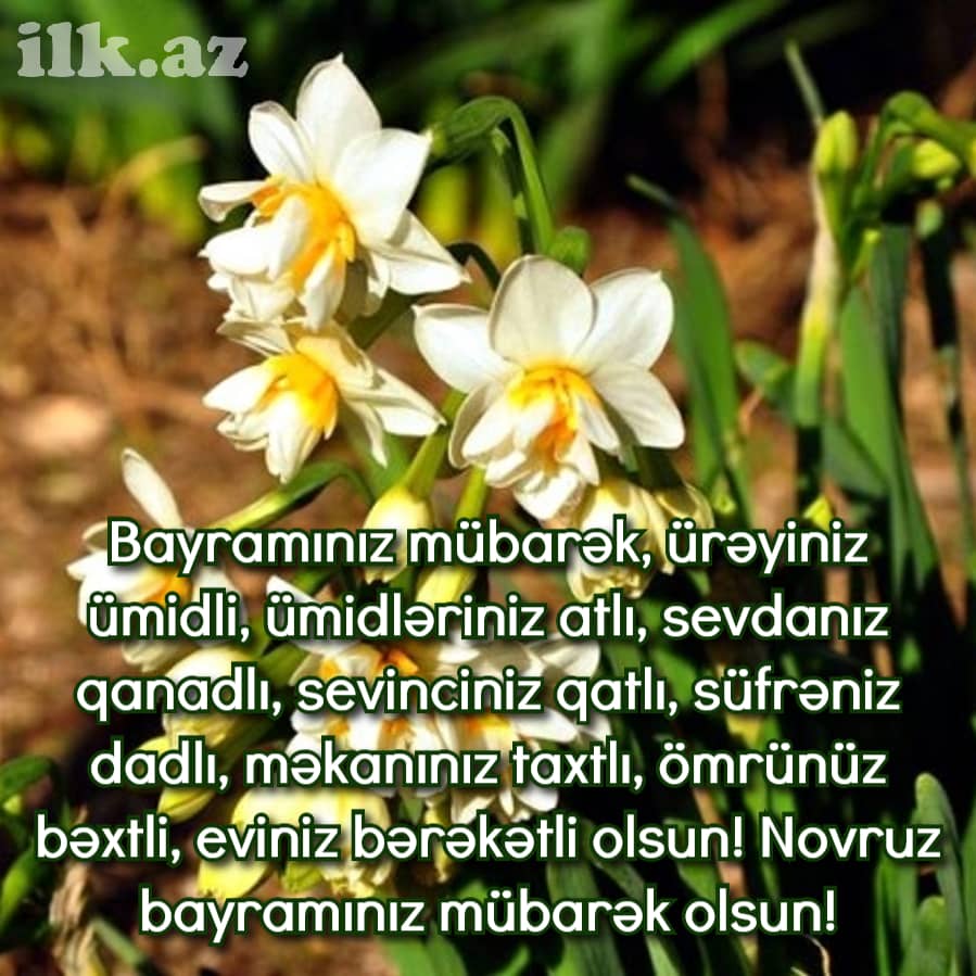 Nərgiz gülü Novruz bayramı