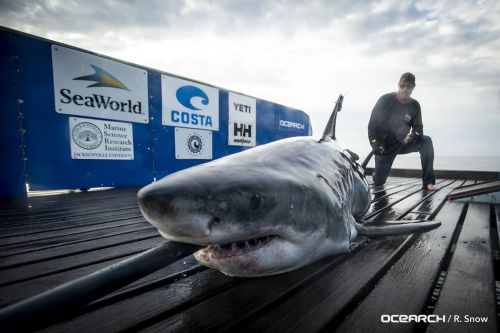 ocearch.org