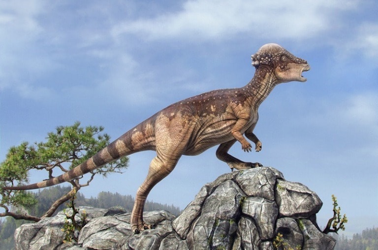 Pachycephalosaurus