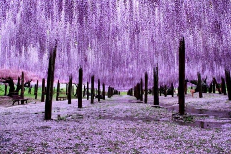 Wisteria ağacı