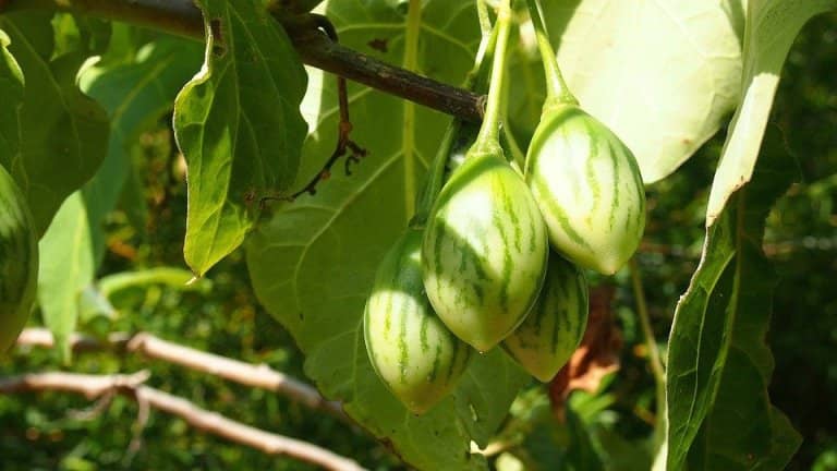 Yabanı pomidor