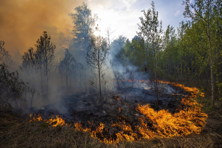 Rostov vilayətində meşə yanğınının sahəsi 117 hektara çatıb